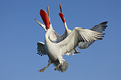 Dalmatian pelicans (Pelecanus crispus) in flight, beak open, low angle. Lake Kerkini. Greece