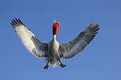 Dalmatian pelican (Pelecanus crispus) in flight, beak open, low angle. Lake Kerkini. Greece