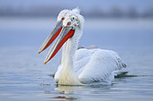Portrait of two Curly Pelicans (Pelecanus crispus) on the water, Lake Kerkini. Greece