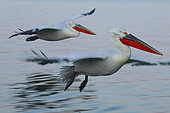 Dalmatian pelicans (Pelecanus crispus) in flight. Spun background. Lake Kerkini. Greece