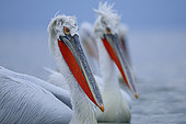 Portrait of two Curly Pelicans (Pelecanus crispus) on the water, Lake Kerkini. Greece