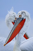 Portrait of two Curly Pelicans (Pelecanus crispus) on the water, Lake Kerkini. Greece