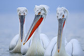 Portrait of three Dalmatian Pelicans (Pelecanus crispus) on the water, Lake Kerkini. Greece