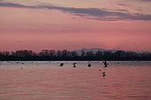Dalmatian pelicans (Pelecanus crispus) and Great cormorants (Phalacrocorax carbo), at sunrise on Lake Kerkini, Greece