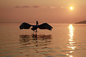 Dalmatian pelican (Pelecanus crispus) at sunrise, take-off, Lake Kerkini, Greece