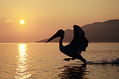 Dalmatian Pelican (Pelecanus crispus) backlit on landing, Lake Kerkini, Greece
