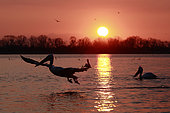 Curly pelicans (Pelecanus crispus) against the light at sunrise on Lake Kerkini, Greece