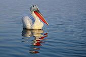 Dalmatian pelican (Pelecanus crispus) and its reflection on the water. Lake Kerkini. Greece