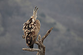 Griffon vulture (Gyps fulvus) with beak open and head in the air. Eastern Rhodopes. Bulgaria
