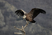 Griffon vulture (Gyps fulvus) on a dead tree, wings open. Eastern Rhodopes. Bulgaria