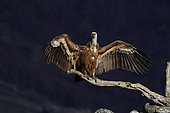 Griffon vulture (Gyps fulvus) on a branch at the end of the day, dark background. Eastern Rhodopes. Bulgaria