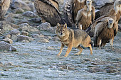 Golden jackal (Canis aureus) moving among vultures trying to steal a piece of carrion. Eastern Rhodope Mountains. Bulgaria