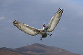 Dalmatian pelican (Pelecanus crispus) in flight, landing. Lake Kerkini. Greece