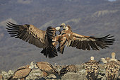 Griffon vultures (Gyps fulvus) fight in the mountains of the Eastern Rhodopes. Bulgaria