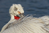 Portrait of Dalmatian Pelican (Pelecanus crispus) at rest, beak in feathers, Lake Kerkini, Greece
