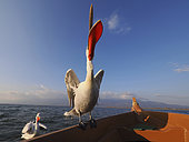 Dalmatian pelican (Pelecanus crispus), beak skyward, on a fisherman's boat at Lake Kerkini. Greece