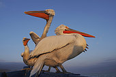 Dalmatian pelicans (Pelecanus crispus) on a boat at Lake Kerkini, Greece
