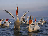 Dalmatian pelicans (Pelecanus crispus), beaks raised to the sky, being fed by a fisherman at Lake Kerkini, Greece.