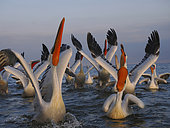 Dalmatian pelicans (Pelecanus crispus), beaks raised to the sky, being fed by a fisherman at Lake Kerkini, Greece.