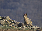 Common wolf (Canis lupus) in Bulgaria's Rhodope Mountains