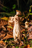 White elfin saddle (Helvella crispa) in an autumn garden, Lorraine, France