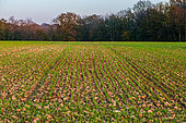 Autumn regrowth after ploughing, Bouxières-aux-Dames plateau, Lorraine, France