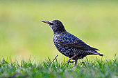 European starling (Sturnus vulgaris) walking in the grass, Parc Sainte-Marie, Nancy, Lorraine, France