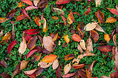 Autumn atmosphere: red and yellow fallen leaves from a cherry tree, Lorraine, France