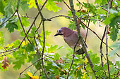 Eurasian Jay (Garrulus glandarius) on an oak tree in autumn, Parc Sainte Marie, Nancy, Lorraine, France