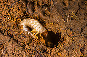 Melolonthoidean larva of Hanneton or related species (Coleopteran insect) that eats roots in the soil (considered a pest by gardeners), Lorraine, France