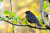 Blackbird (Turdus merula) on a branch, autumn atmosphere, Parc Sainte-Marie, Nancy, Lorraine, France