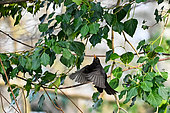 Blackbird (Turdus merula) in flight, Parc Sainte-Marie, Nancy, Lorraine, France