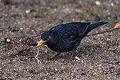 Blackbird (Turdus merula) eating an earthworm on the ground, Parc Sainte-Marie, Nancy, Lorraine, France