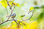 Blue tit (Cyanistes caeruleus) on a branch in autumn, Parc Sainte-Marie, Nancy, Lorraine, France