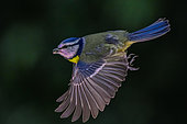 Blue tit (Cyanistes caeruleus) in flight with a seed in its beak in the garden, Lorraine, France