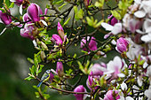 Mésange bleue (Cyanistes caeruleus) dans un Magnolia en fleurs, parc Sainte-Marie, Nancy, Lorraine, France