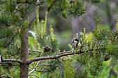 Great Tit (Parus major) young on a branch, Lorry-Mardigny, Lorraine, France