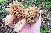 Morel (Morchella esculenta) excellent edible mushroom, Spring harvest, Lorraine, France