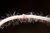 Detail of mushroom mycelial filaments, soil flora in the garden, Lorraine, France