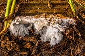 Mycelial filaments, mycelium and soil moisture on rotten wood in the garden, Lorraine, France.