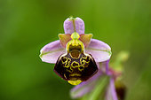 Late Spider orchid (Ophrys fuciflora), orchid in bloom, Lorry-Mardigny, Lorraine, France