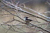 Long-tailed tit (Aegithalos caudatus) on a branch, Parc Sainte-Marie, Nancy, Lorraine, France