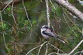 Long-tailed tit (Aegithalos caudatus) on a branch, Lorraine, France