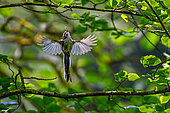 Long-tailed tit (Aegithalos caudatus) in flight, catching a midge, Lorraine, France