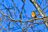 House robin (Erithacus rubecula) singing on a branch, Parc Sainte-Marie, Nancy, Lorraine, France