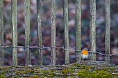 House robin (Erithacus rubecula) in front of a garden fence, Parc Sainte Marie, Nancy, Lorraine, France