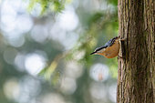Wood Nuthatch (Sitta europaea) on a trunk, Parc Sainte-Marie, Nancy, Lorraine, France