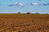 Tractor plowing with a flock of starlings (Sturnus vulgaris) agricultural landscape in Meuse, Lorraine, France
