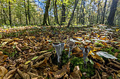 Trompette des morts (Craterellus cornucopioides) in undergrowth, Forêt de la Reine, Lorraine, France