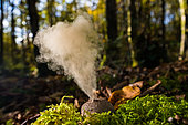 Common Pufball (Lycoperdon perlatum) spore emission, Forêt de la Reine, Lorraine, France